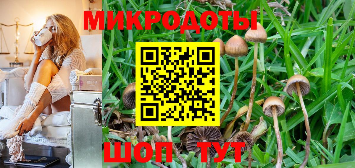 Псилоцибиновые грибы Psilocybe Лесосибирск